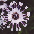 Osteospermum Photo