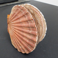 Clam Shell - click to enlarge