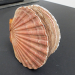 Clam Shell - click for more information